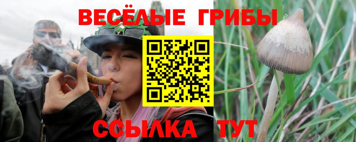 Псилоцибиновые грибы Psilocybe Унеча
